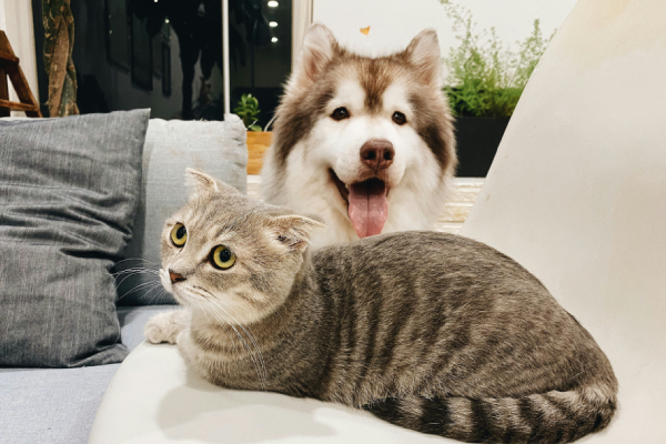 Veterinary care