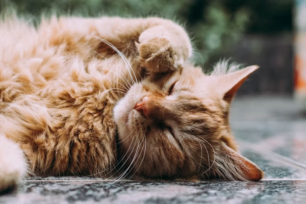 Pet grooming
